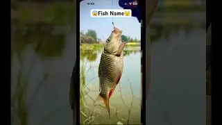Asian village fishing | best fishing video | asaan fishing tips #fishing #fish #shortvideo #carp