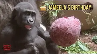 Второй день рождения детёныша гориллы Джамилы 🎉
