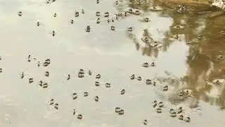 Mosquitoes at Water Amazing Exclusive Video1