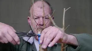 Feldahorn, künstliche Stammverjüngung (Yamadori Teil 5)