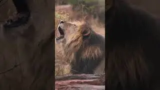 Lion with Dark Mane Roaring #shorts