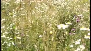 Studenca in Summer