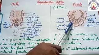 XI Std. Biology Organ & Organ System in Animals(Cockroach Reproductive) Ms.Sahayaselvi Mam 07112020