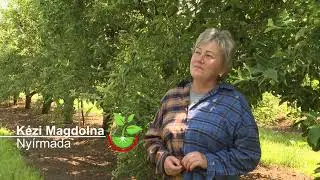 Amalgerol alm&aacute;ban, K&eacute;zi Magdolna, Ny&iacute;rmada