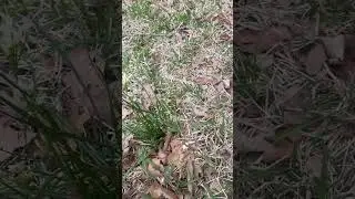 Lawn Care Treatment - Identifying and Removing Wild Onions from Your Lawn