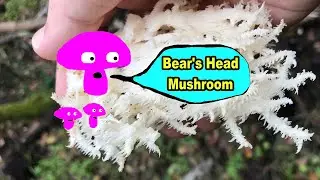 Foraging and Cooking Bear's Head Mushroom