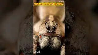 😱Interesting facts about  spider 😱 Most amazing Facts In Hindi 😱#shorts #shortsvideo #youtubeshorts