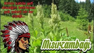 Mısırzambağı - Veratrum