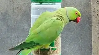 Stylish Barbarian Uncaged Parrot Zoko Is Very Powerful And Fit.You Can Judge His Fitness 💪😍🤔😘🦜❤️