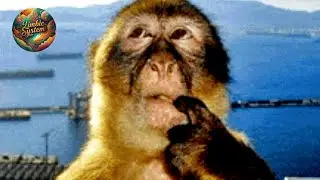 You are dumb as hell if you watch this (Limbic Memes Part 14)