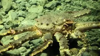 Sea creature spotting / Crab/ Fishes #aquarium #life Sea Anatomy 🦑🐚#sea #fish #crab