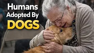 What Happen When Dogs Choose Their Humans — Christmas Special