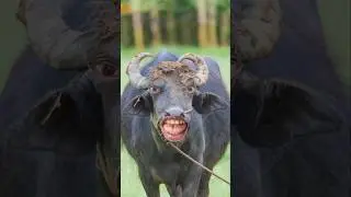 buffalo #funnyvideos​ #buffaloshort​ #buffalocomedy​ #buffalosound​ #shortvideo​ #animals​