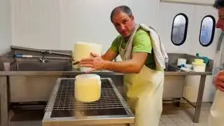 Ardi Blue, le nouveau bleu de brebis &agrave; IDOKI / Ardi Blue, IDOKIko ardi gasna urdin berria.