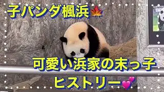 子パンダ楓浜🍁　可愛い浜家の末っ子ヒストリー💕　@papapanpanda4895  #楓浜 #結浜