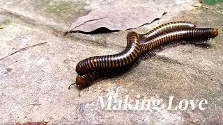 Awesome way Jungle Millipede making love, cuddle to mating and reproduction