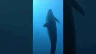 Happy World Ocean Day 🌏🐬🦈