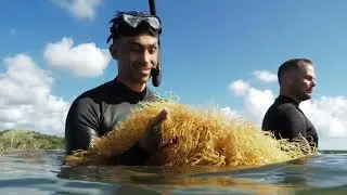 Nature's Farmer Sea - St Lucia Sea Moss