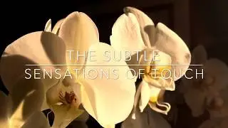 Guided Sensory Meditation