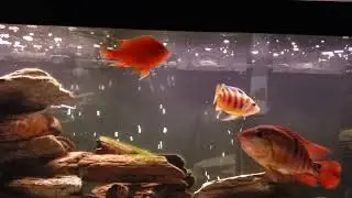Some synodontis catfish! We wanted bottom dwellers so why not.