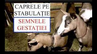 CUM RECUNOȘTI O CAPRĂ GESTANTĂ?  - CAPRE PE STABULAȚIE! #OrășeanLaȚară!