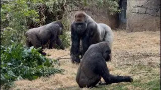 The Friendship of Otana, Kanzi, Mbeli, Frala, and Johari