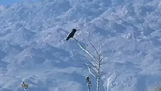 Birding Walk-About at the Desert Willow Golf Course in Palm Desert, California