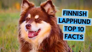 Finnish Lapphund - TOP 10 Interesting Facts