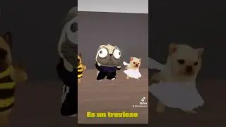 Mi perrito, &iexcl;ay mi perrito! #dog #mascotas #perritos #dance #comedia #random #humor #music #viral