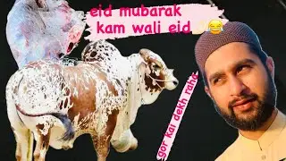 Eid mubarak sab kou 🤌🏻💕| free free today 😂😂no work #eidspecial #qurbanistatus