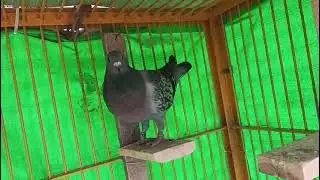 আলহামদুলিল্লাহ সোল্ড আউট  ‼️#srpigeons #pigeon #birds