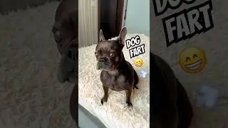 French bulldog fart 2😁 #bulldog #animals #mreviatar #dog #dogs #animal #animalshorts #shorts #funny