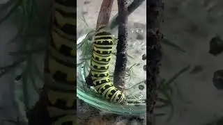 Caterpillar to butterfly (watch a swallowtail hatch)
