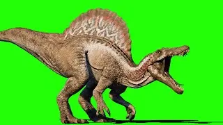 Spinosaurus Roar, Walk, Wake up, Eat and Fight - Dinosaur Green Screen