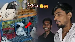 Surprise!! Teddy Kabootar 🥚 De Raha HE 🤩