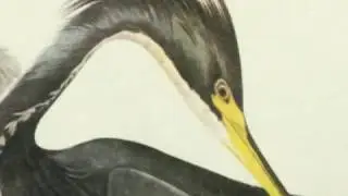 Ruffled Feathers