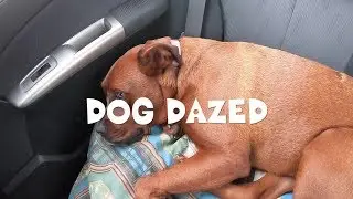 Dog Dazed August 2019