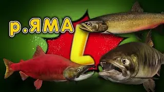 ◦ р.ЯМА ◦ level ◦ Русская рыбалка 4 !◦
