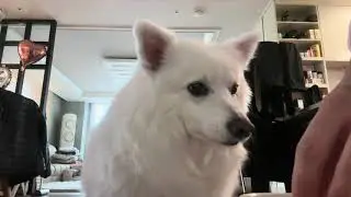그냥 귀여운 강지