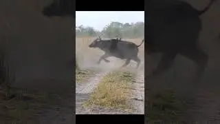 100 Buffalo's Stampede across road