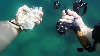 ANNULAR SEABREAM