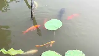 A Morning with the Pond Fish 
