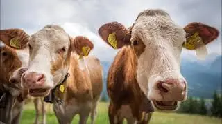 Animal Welfare in the Cattle Industry: Cattle Needs and Wants