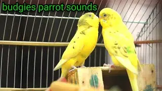 budgies parrot sounds#budgies #bajritote#tote#birds #budgiessonds#birdsong#animals express