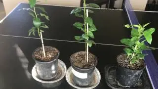 How To Grow Pear Trees From Seed, Day 132