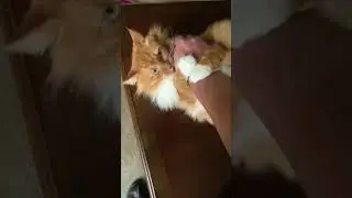 Frank Has Petting Aggression ❤️