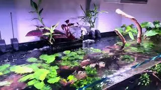 Planted aquarium 