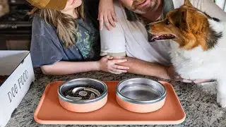 Trot Puzzle Slow Feeder Pet Feeding Reimagined