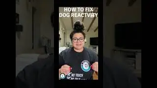 Why your dog is reactive and how to fix it
