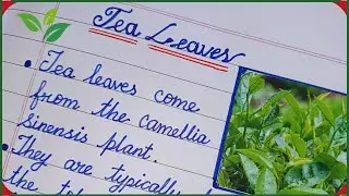 10 Lines Essay on Tea Leaves | Learning Few Lines About Tea Leaves🌿Essay  Writing on Tea Leaves🌱